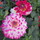 Last commented by dinnerpl8dahlia