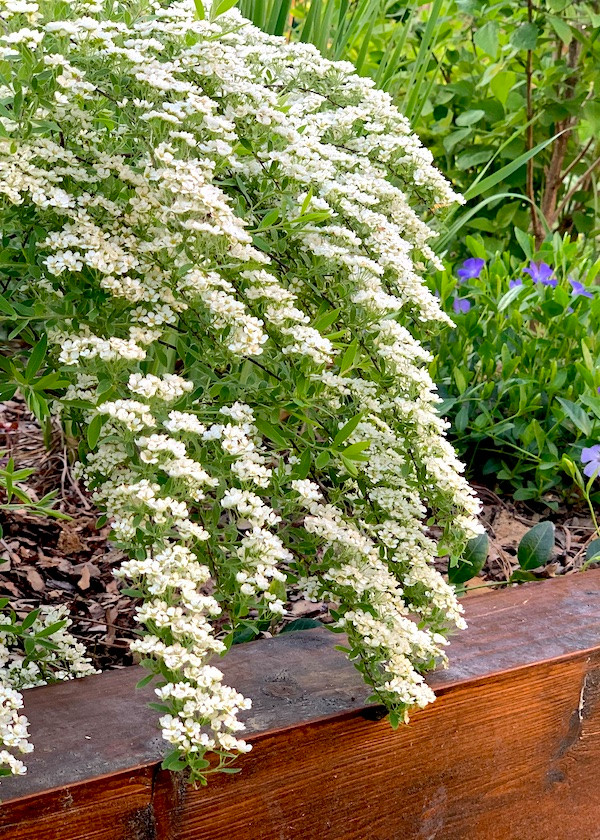 Ландшафтный дизайн. Цветущая спирея