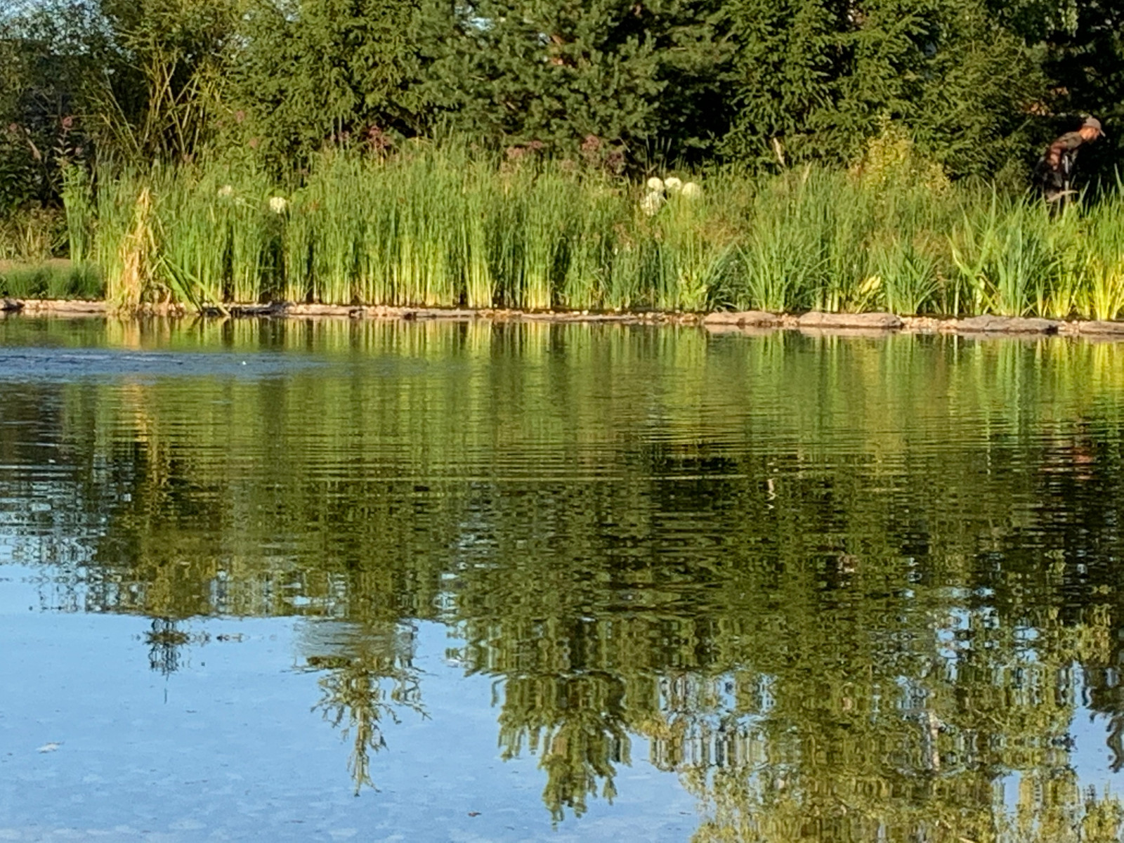 Ландшафт в поселке "Бенилюкс"