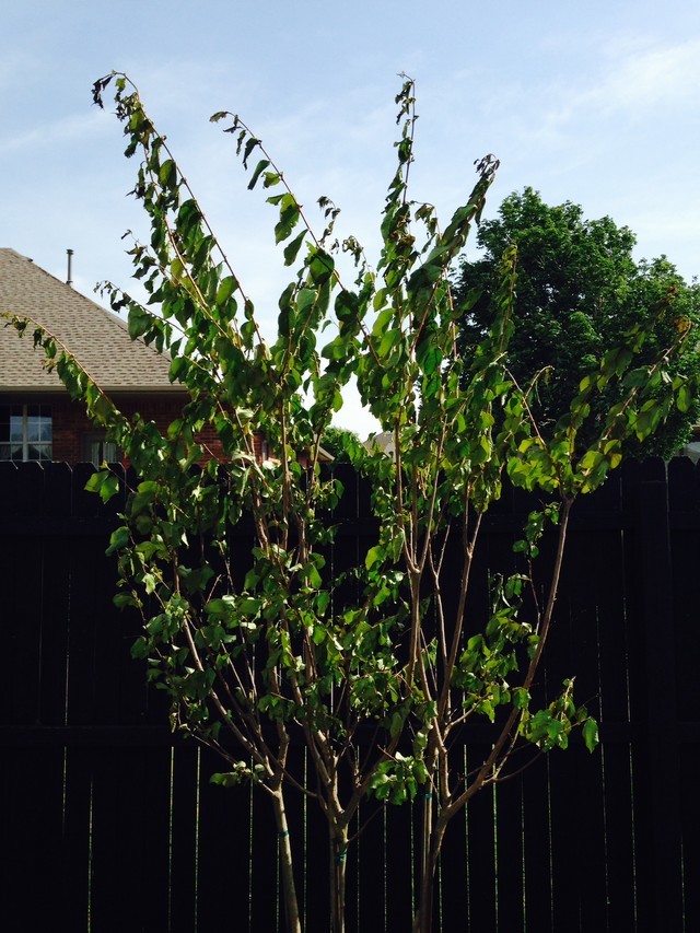 Natchez Crepe Myrtle dying!!