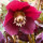 amlie_durand24