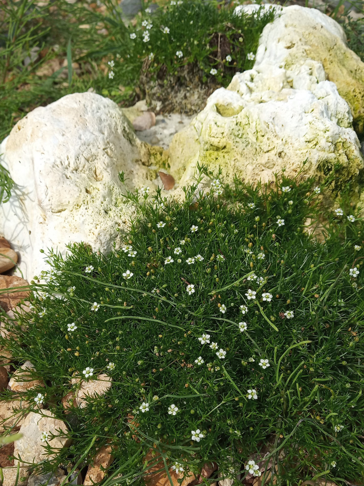 Зелёная комната