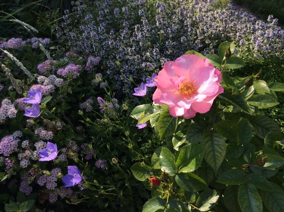 САДИК НА ЛАДОШКЕ (АЛЕНЬКИЙ ЦВЕТОЧЕК)