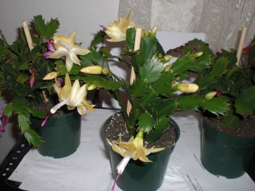 Home Design Jpg 18 00 Delivered Priority Mail The Pink Color You Are Getting In Yellows Comes From Being Too Cool When Buds Forming Does Same Thing