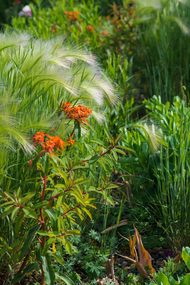 Цветник в  природном стиле  (" New Perennials"  или "Новая волна")