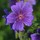 tracey_millerabell
