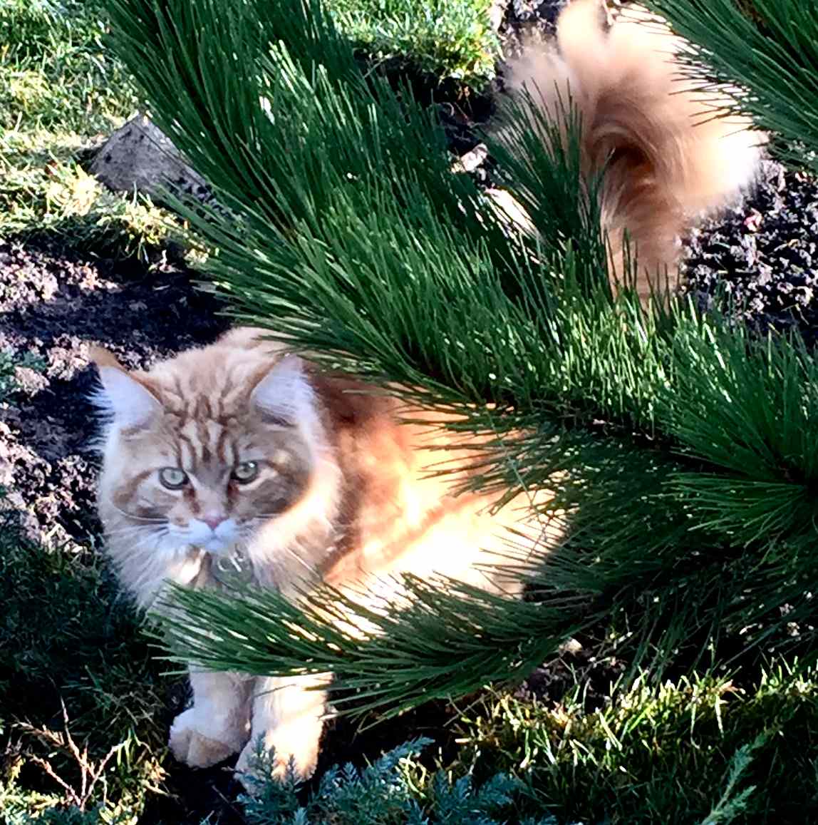 Территория удовольствий.Частный сад.