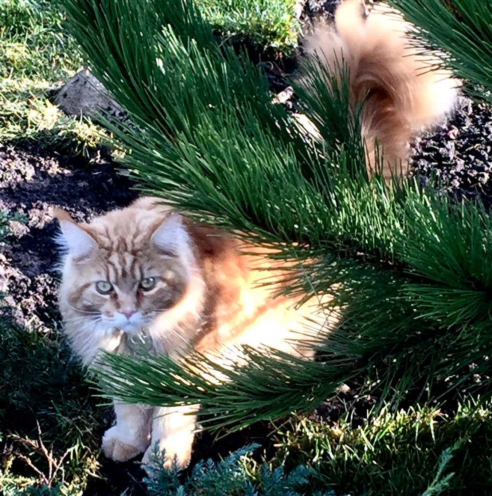 Территория удовольствий.Частный сад.