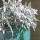 artemesia