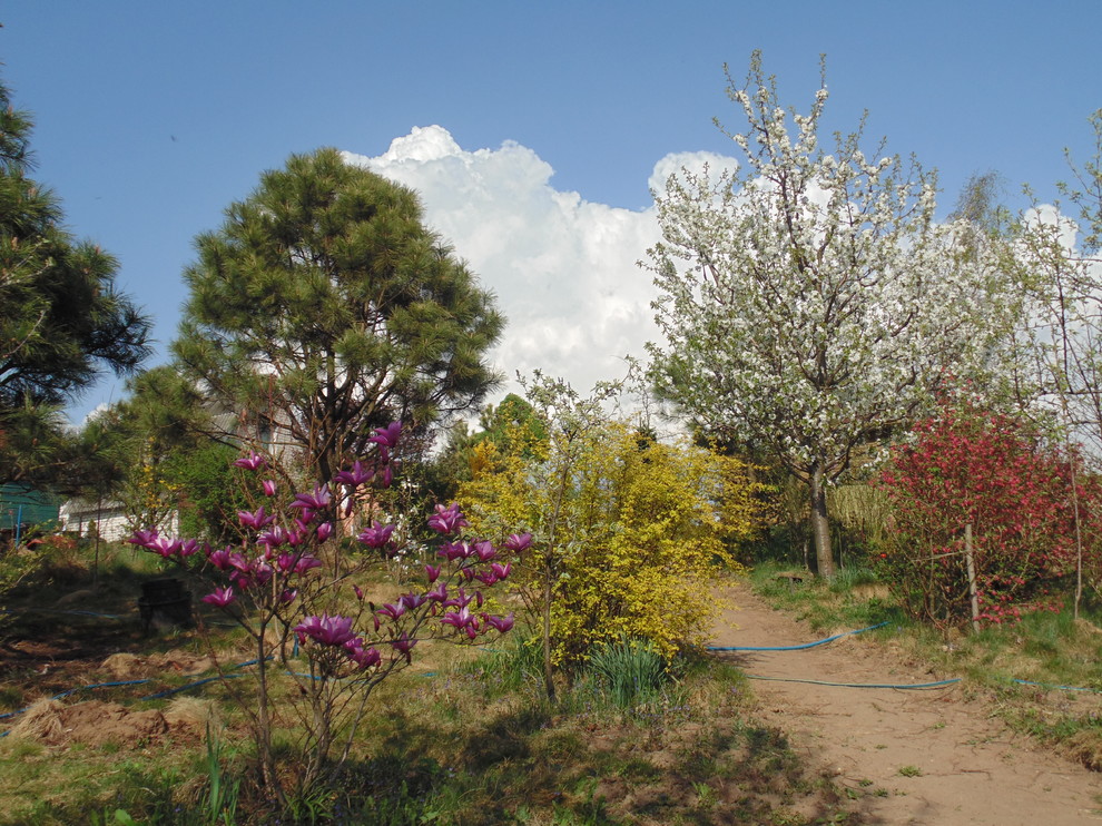 Наш собственный сад