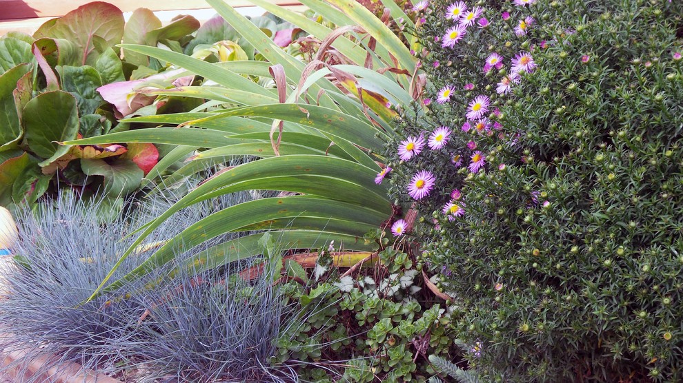 Цветники и композиции