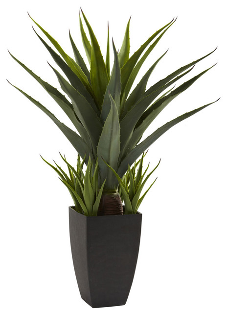 Agave With Black Planter
