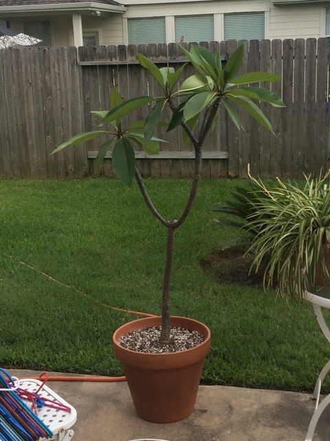 Pot Help