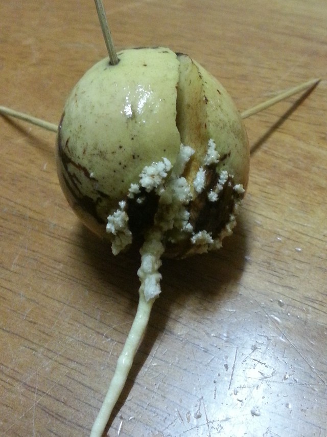 Avocado Seed | Houzz Forum