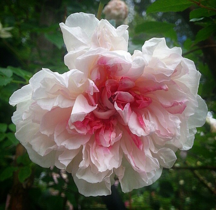 Leftmost Roses When your favorite rose kneels over (literally)