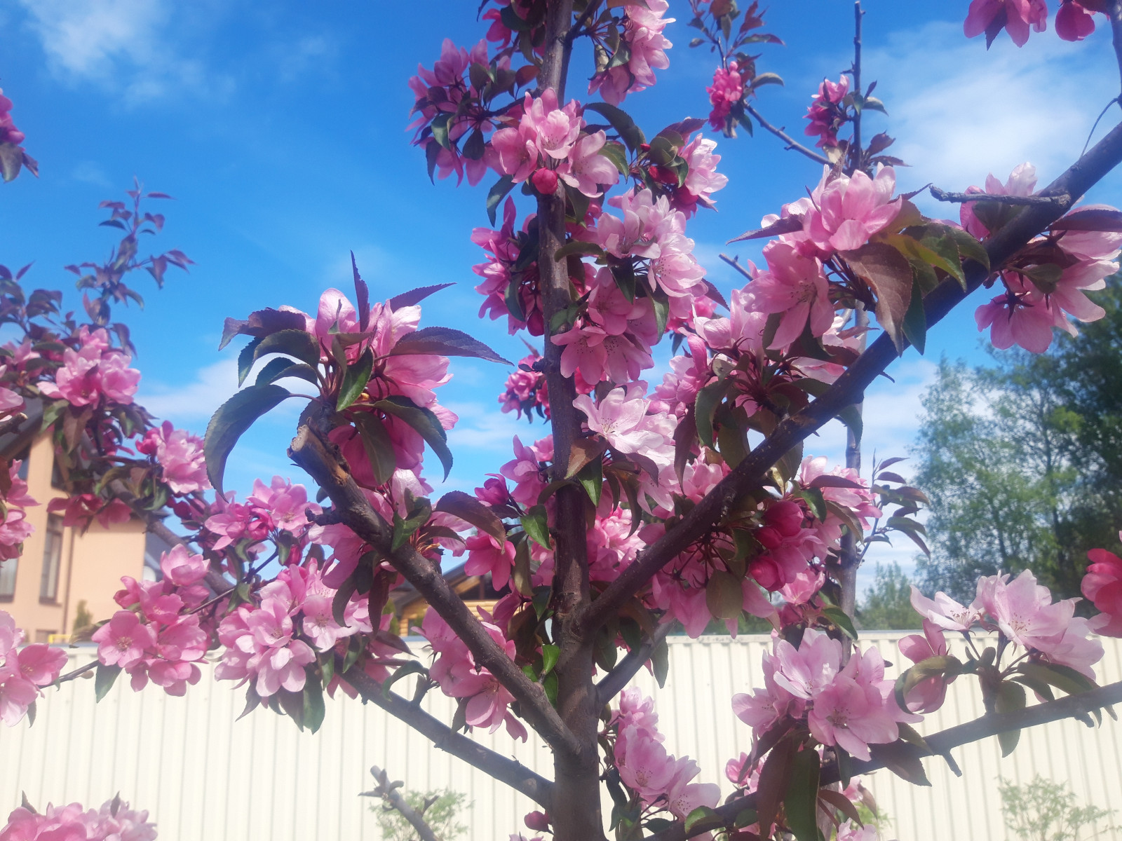 Лен. область. поселок Морозова