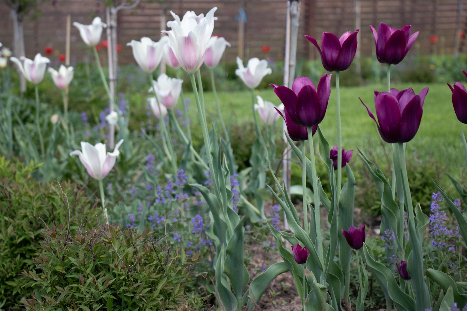 Сосновые берега