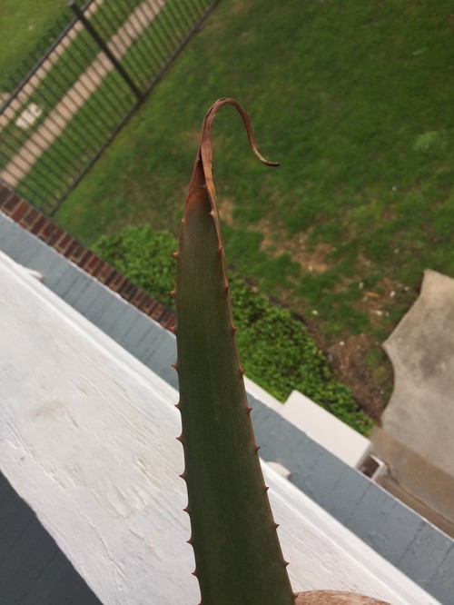Aloe vera plant turning brown and crispy at the tips