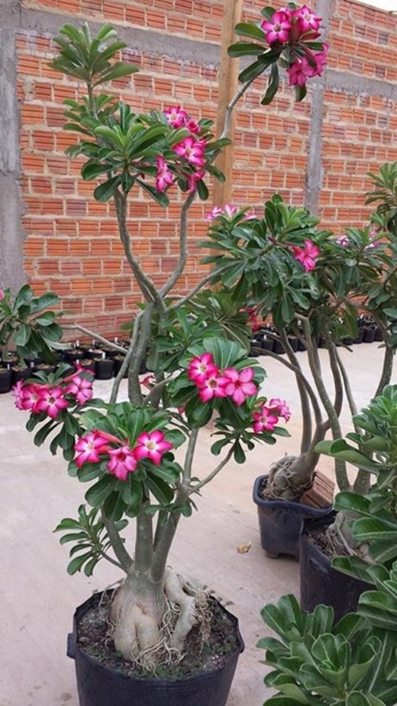Adenium almost 'two meters' height