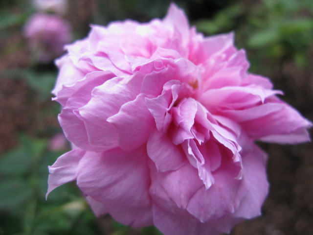 Fragrant Austin roses