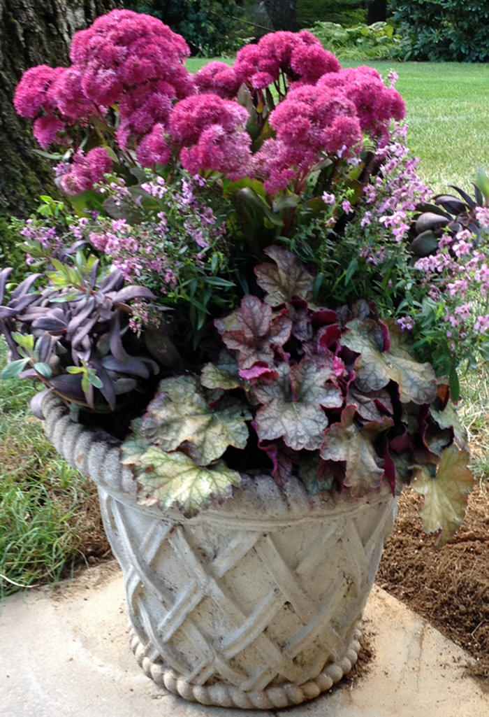 Perennials and Annuals combined: Sedum Autumn Joy, Heaucera, Leocothoe, Salvia and Client Planter. Fall 2020