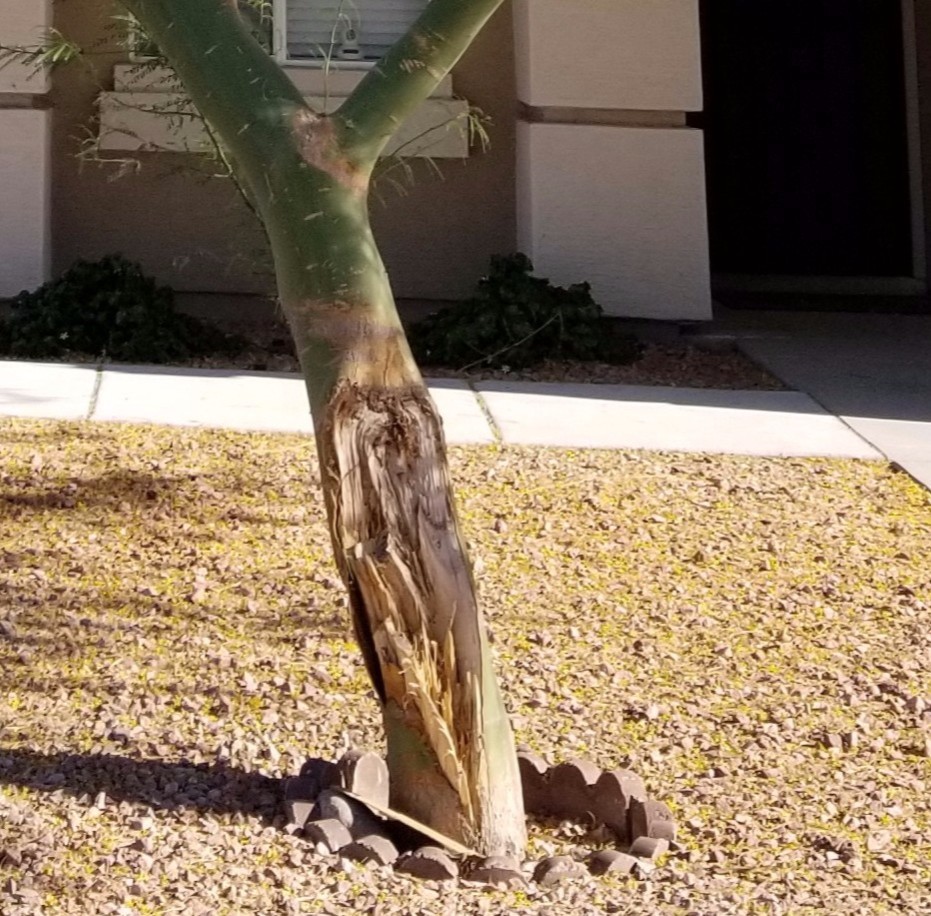 Palo Verde Tree in Phoenix