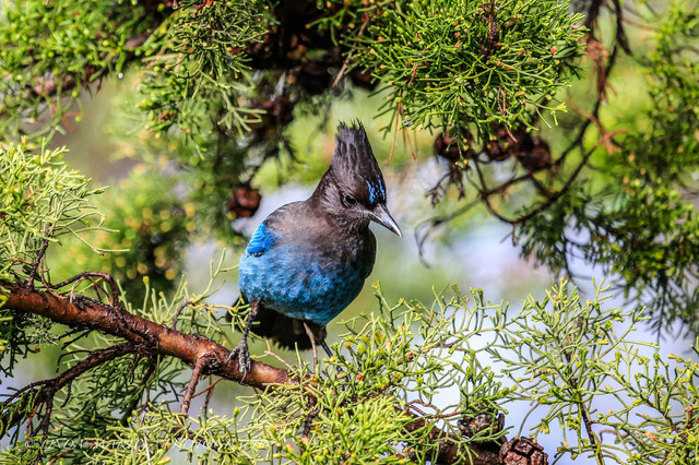 Meet the Steller's Jay: Clever Black and Blue Birds