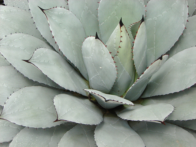 Great Design Plant: Parry's Agave