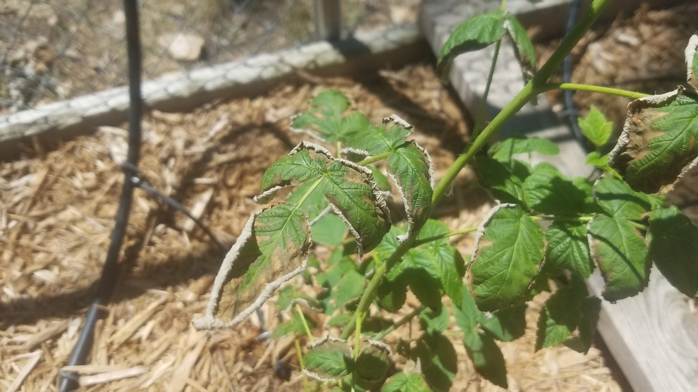 HELP raspberry leaves turn brown around edges, curl up & die.