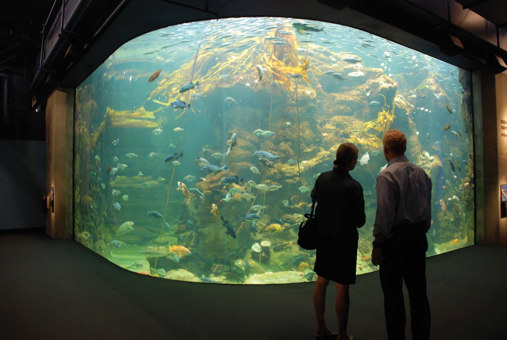 Calofornia Academy of Sciences, San Francisco, CA (with RPBW)