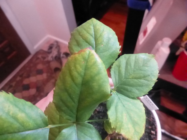 Problem With Patio Roses Rose problems!