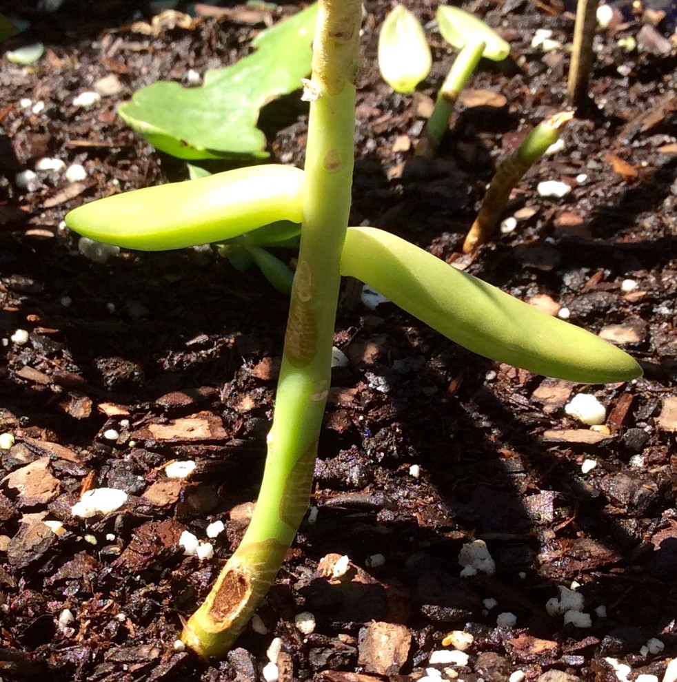 Yikes! Is this rot or something worse?