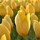 mary_wong2640903