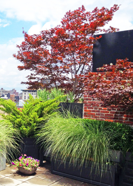 Manhattan Terrace Deck Roof Garden Container Plants Maple Manhattan Terrace Deck Roof Garden Container Plants Maple Grasses Fiberglas contemporary