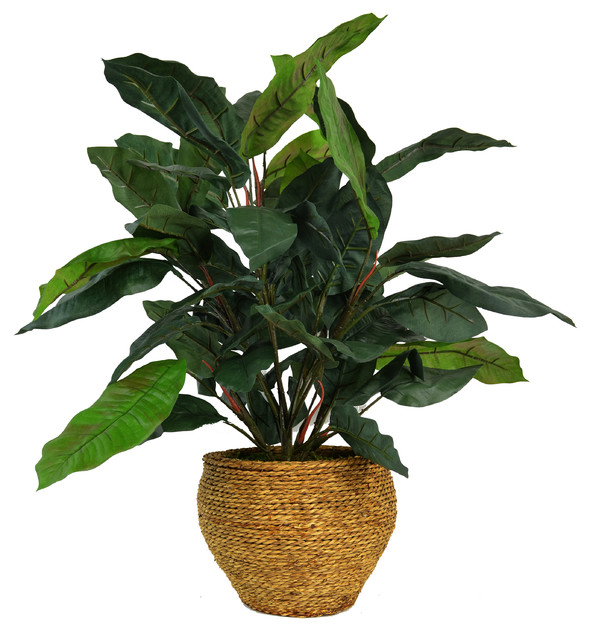 Shop Houzz Botanical Home Gardens 26" Rubber Plant, Rope Basket
