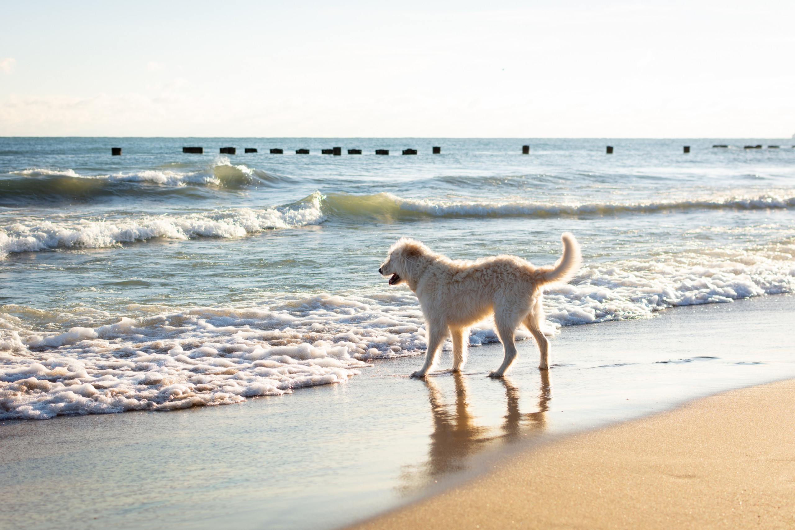 dog on the beach