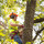 Columbus Tree Service Pros