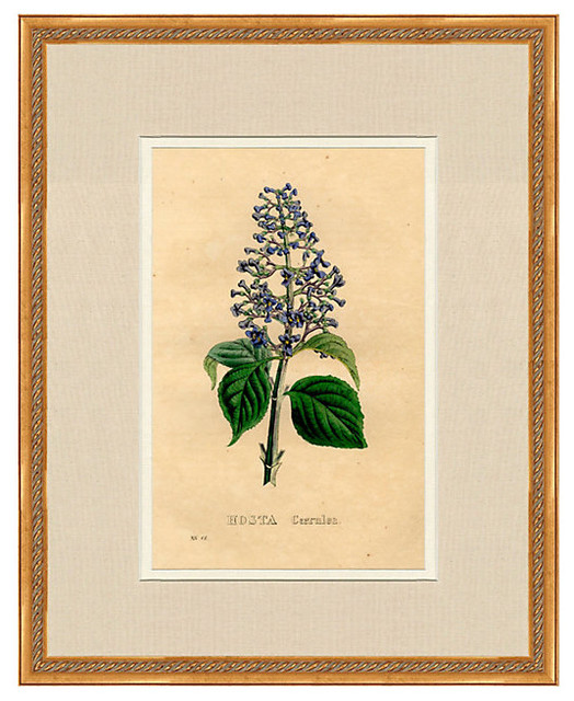 Flor De Serres Original Framed Print #127