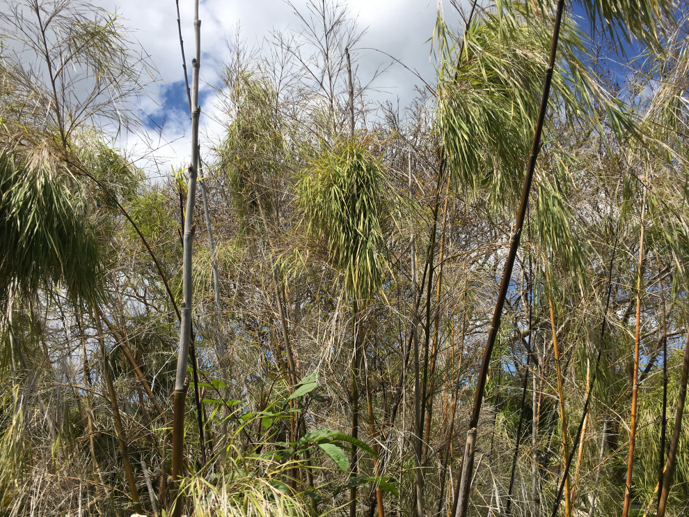 Why is my Mexican Weeping Bamboo dying? zone 9