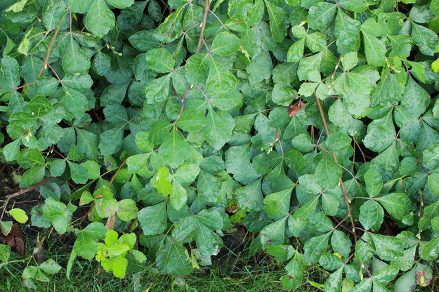 'Gro-Low' aromatic sumac (Rhus aromatica 'Gro-Low') landscape