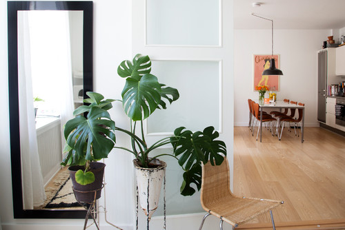 Store stueplanter - find den rigtige slags til din stue!