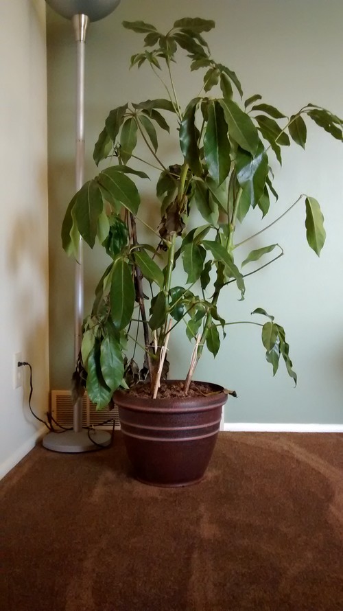Second umbrella plant dying