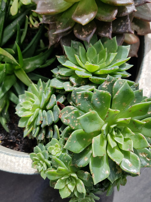 What's eating my succulents?