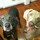 weimaranermom