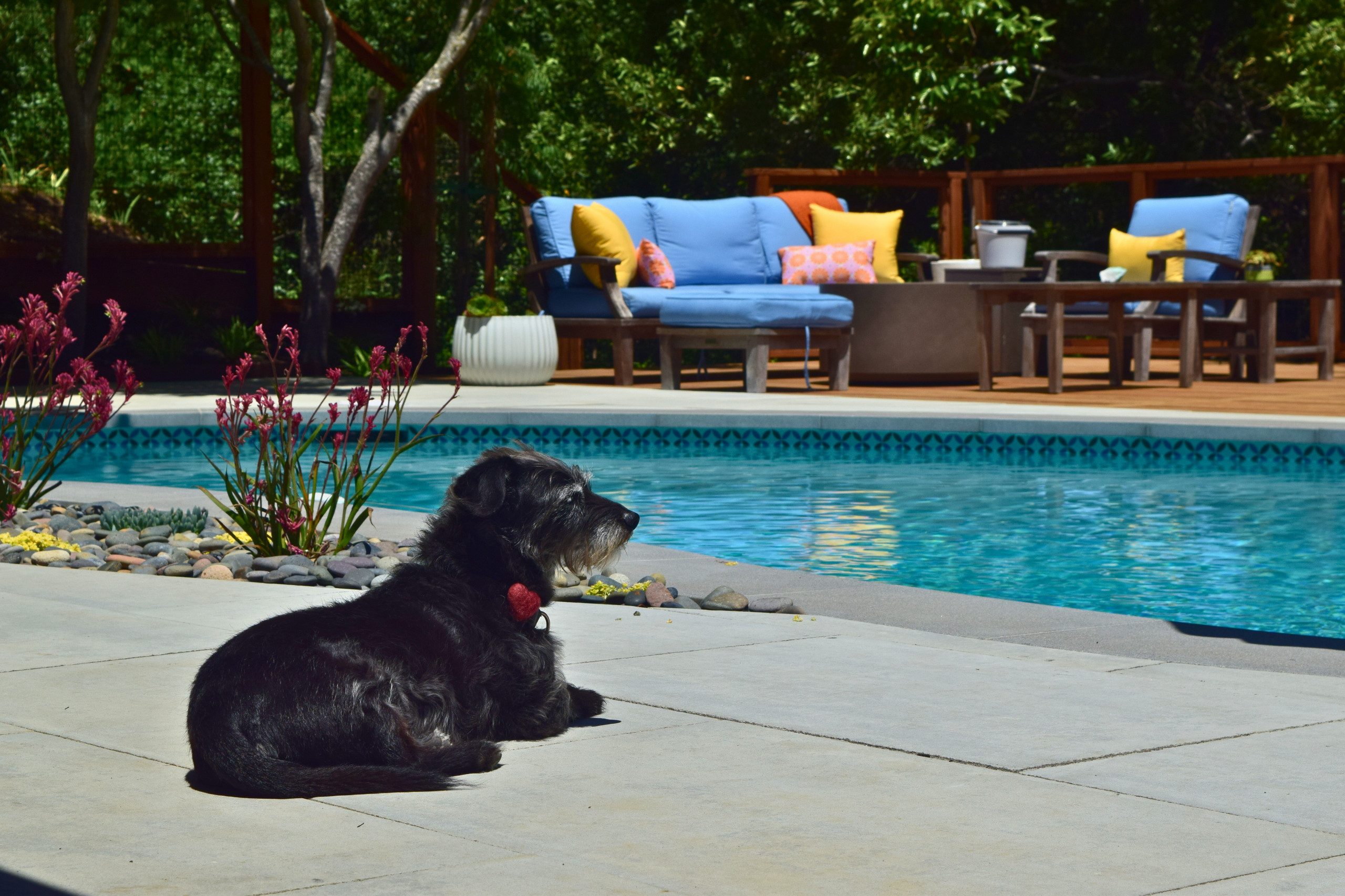 Backyard Pool Deck in San Rafael