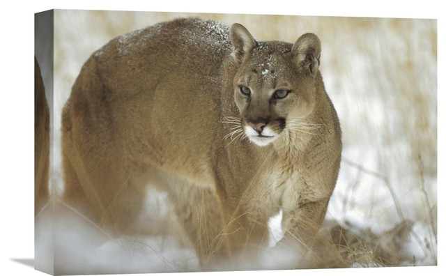 CANVAS Mountain Lion in Snowfall Art print POSTER