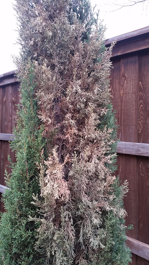 ITALIAN CYPRESS yellowing/drying HELP!!!