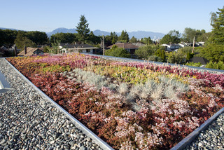 Green Roofs contemporary-landscape