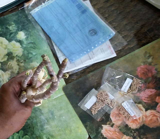 Dinoadenium 