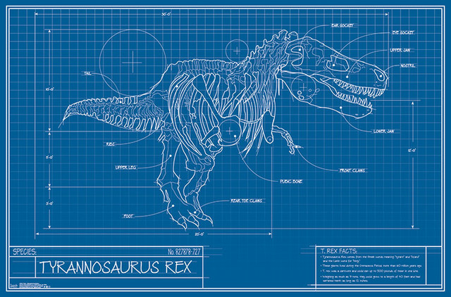 T Rex Blueprint Illustration Poster Contemporary Prints And